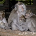 monkey_macaque_balinese_mf_ubud_h_1021_bal4737.jpg